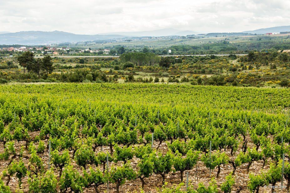 Nuestros vinos