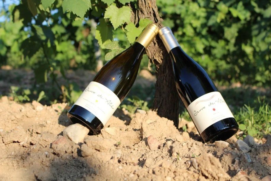 Nuestros vinos